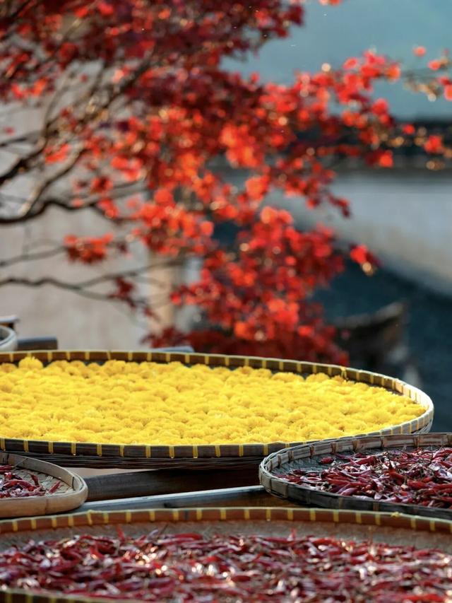 全城甜蜜！上饶的秋日甜到你心间