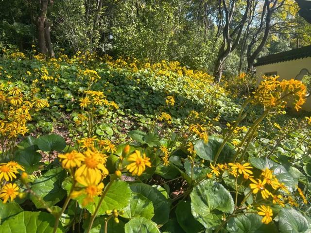 在雨山邂逅暗香苑，寻见一方藏在城市角落的桃花源