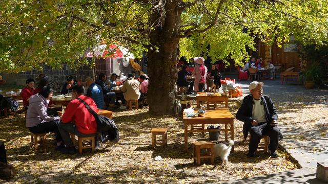 腾冲银杏村，迎来最佳观赏季！