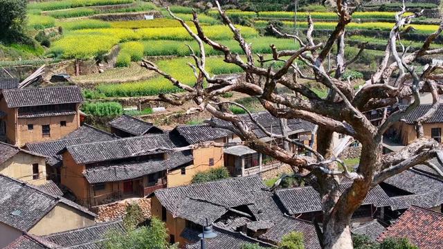 一手牵传统、一手向未来，松阳凭什么“热”力全开？