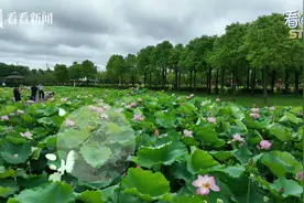 快来看！上海最大的荷花园进入盛花期图片