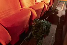 陈英：巴黎臭虫 | 意长意短图片