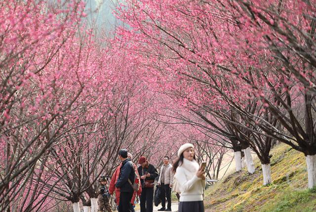 赏花正当时 歌乐山红梅似海漫山香