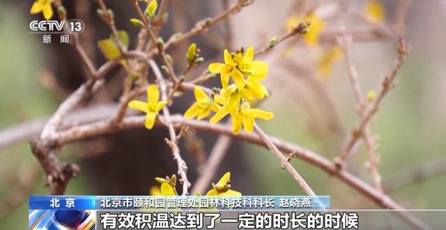 北京多处花卉提前绽放，带来冬日赏花奇妙体验