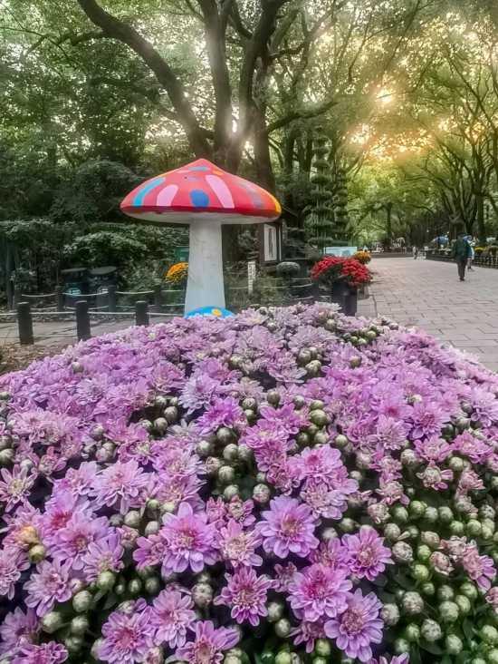 2025上海菊花展在共青森林公园举办 攻略请收好