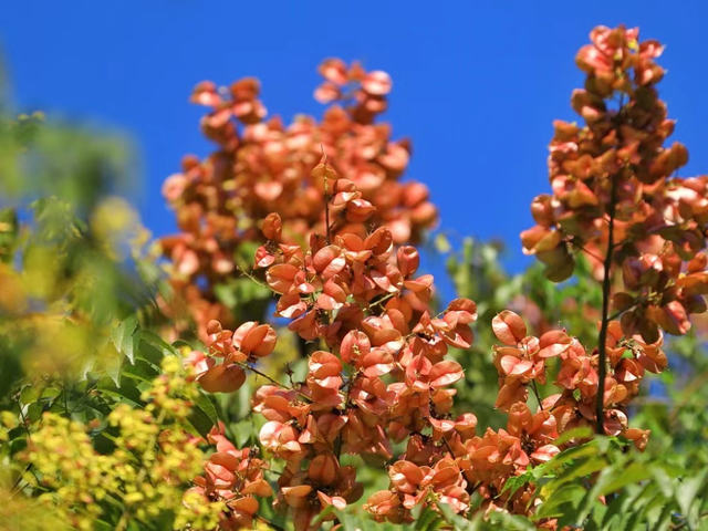 假如秋冬有颜色，肇庆便是一场多彩盛宴～