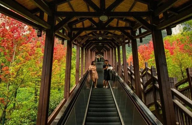 免票、半价！湖北知名5A景区官宣→