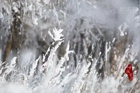 千城百县看中国｜内蒙古：雾凇雪挂 玉树琼花图片