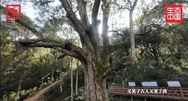 刚刚，全网首发！央视再度聚焦肇庆