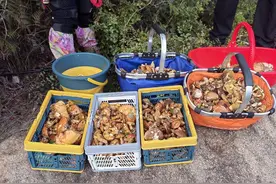 上山记丨崂山采蘑菇火爆出圈，缘何如此受宠？记者日行15公里山路探访→图片