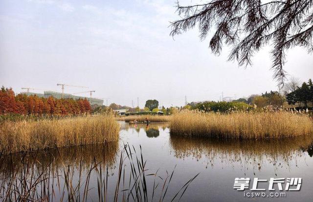 松雅湖：冬日美景入画来