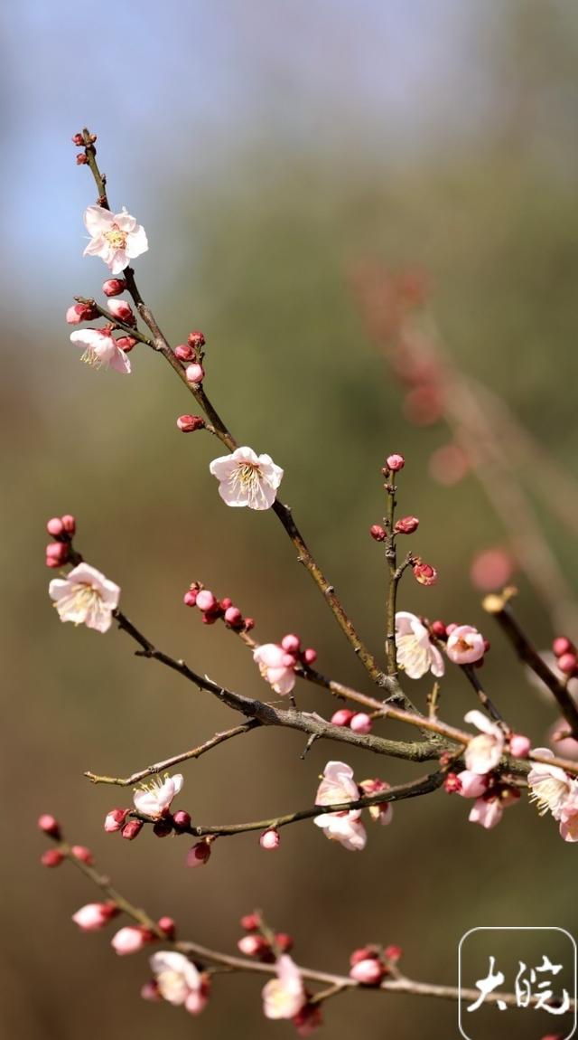 淮南舜耕山梅园：几株早梅已吐蕊 蜜蜂冬日采蜜忙