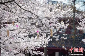 湖北武汉：千株樱花齐盛放 游人络绎赏春光图片