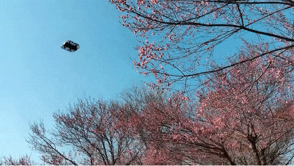 粉色花海免费赏！武汉“梅花坡”提前一个月绽放