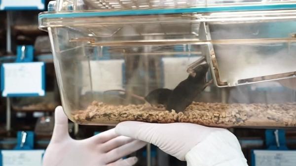 “太空小鼠”出征记