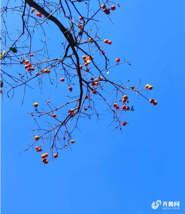 组图丨一大波美图来袭！泰山景区9个赏秋地超出片