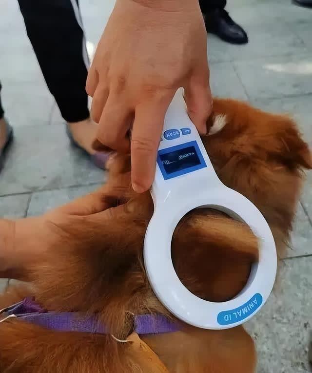 狗狗迷路怎么办？6个常见藏身之地与防走失的方法