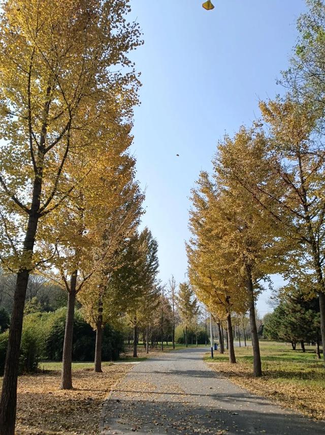 八达岭国家森林公园明起闭园，北京多个公园彩叶变色率过半