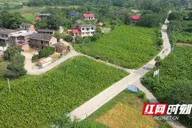 祁阳：栽桑养蚕忙 致富有“丝”路图片