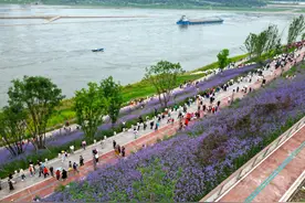 九龙坡江畔的马鞭草花海浪漫出圈图片