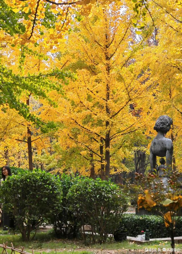 赏秋不用远足，济南森林公园诗意盎然