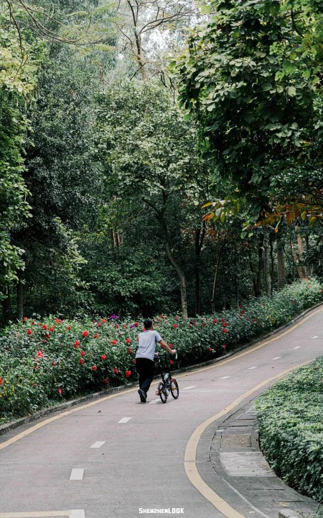 “看牛看海看夜景，深圳骑行路线精选”