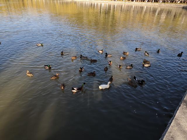 北京农展馆后湖，何以引来百鸟嬉？现场探秘——