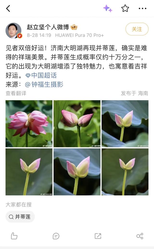 一年四季泉在济南 | 2025年大明湖畔并蒂莲惊喜绽放