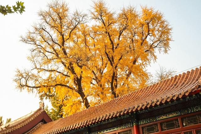 临沂：古银杏树叠翠流金