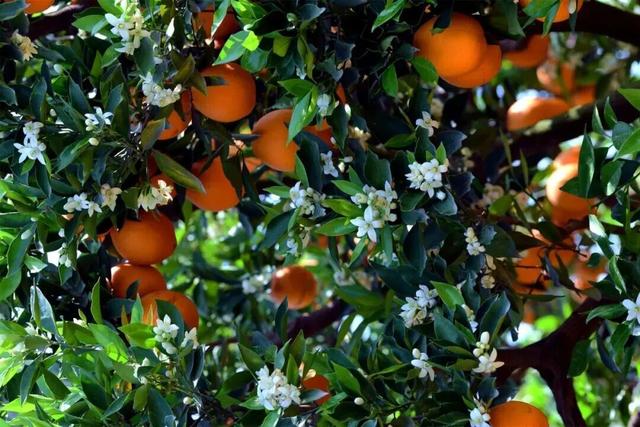 赏花、摘果、逛古镇，玩一天根本不够！