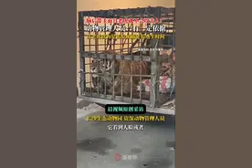 林区劳作可戴假面具，老虎停止攻击就别徒劳反抗……官方和专家提醒如何应对老虎图片