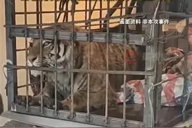 林区劳作可戴假面具，老虎停止攻击就别徒劳反抗……官方和专家提醒如何应对老虎图片