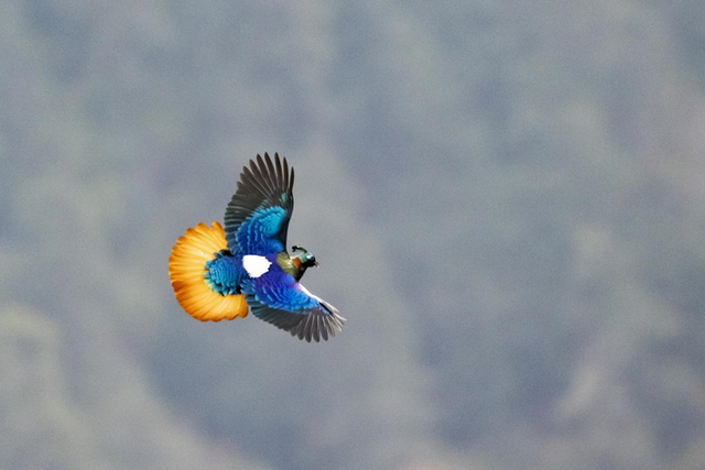 科考旅行｜秘境山南生态考察报名