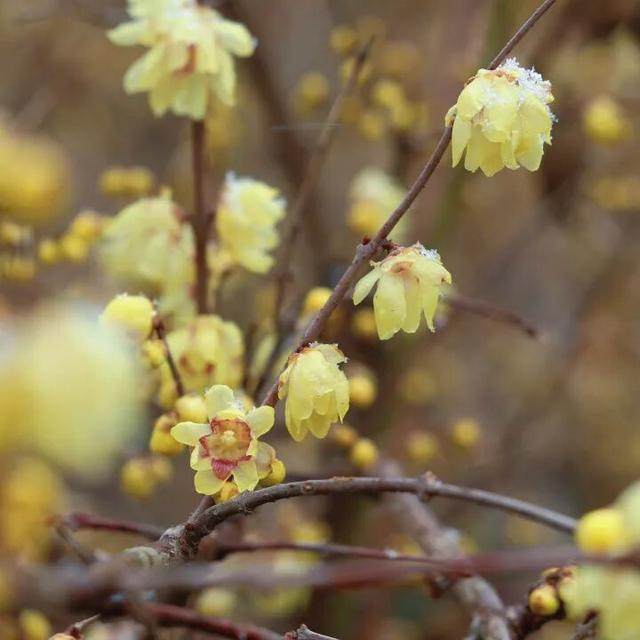 用金黄点亮季节！顾村公园蜡梅的高光时刻到了