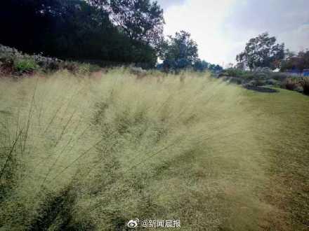 上海粉黛乱子草上妆了 气温较高观赏期推迟了一周左右