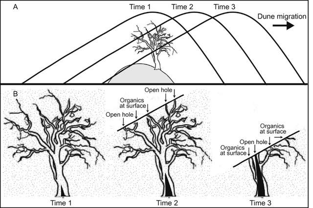 小心脚下！这种“活”沙丘会吃人，6岁男孩瞬间被吞噬，沙下藏着什么？