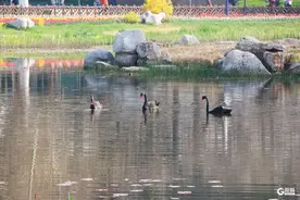 湖间墨影，自在时光！中山公园黑天鹅回来啦图片