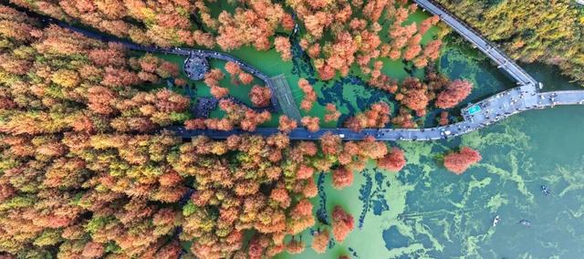 现实版油画！杭州青山湖进入多彩季，一天涌入5万游客