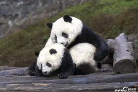 成都：大熊猫也爱“贴贴” 场面温馨治愈图片