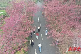 “樱花经济”，湖南如何抢占“C位”图片