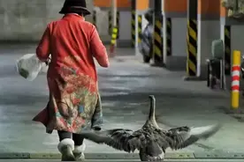 柳州市民养家禽当宠物，在小区里溜达妥不妥？图片