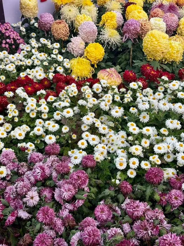 官宣！龙亭菊展延期！