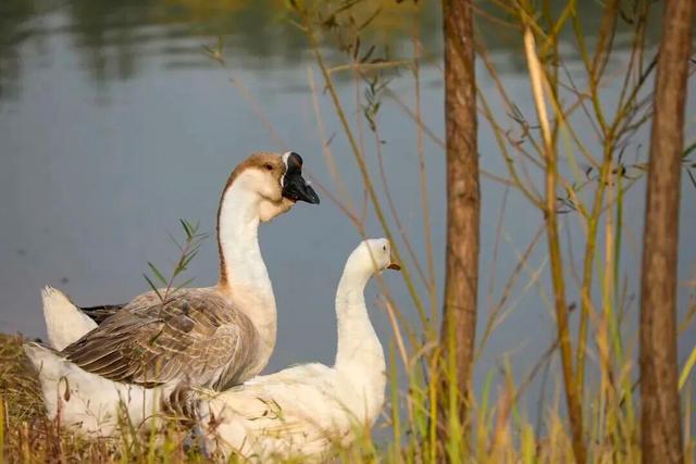 惊艳！身边的北京秋景“天花板”来了！