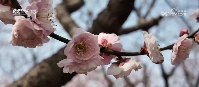 春日美景醉游人 与“花花世界”来一场浪漫邂逅