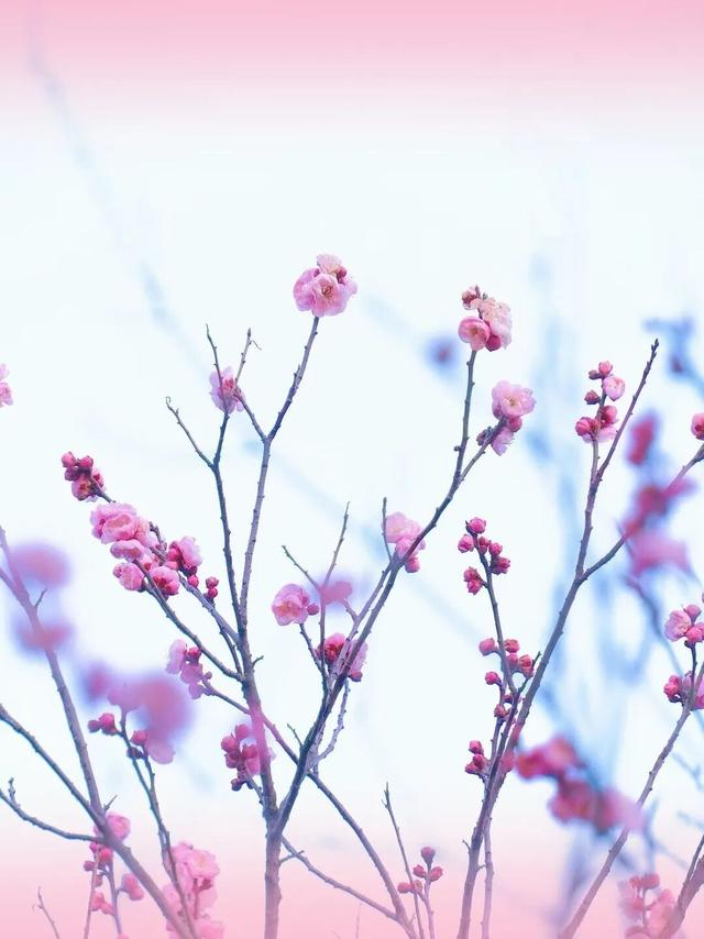 梅花山早梅“剧透”！盛花期在……