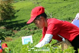 【黔西南人才故事】冉桂琴：指间生“金” 将双手采茶的技能教会更多的茶农图片