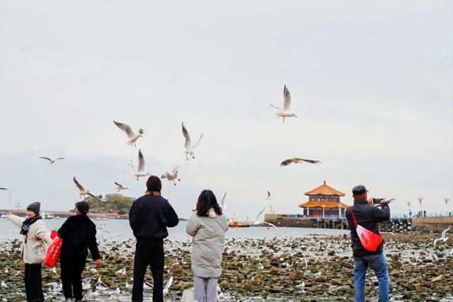 不如就来青岛过冬天！观鸥、看海、泡温泉……一起玩转山海
