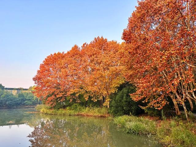 满目金黄！闵行这个公园落满秋声……