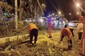 车被树砸了，保险不管该找谁？谁的树谁担责图片