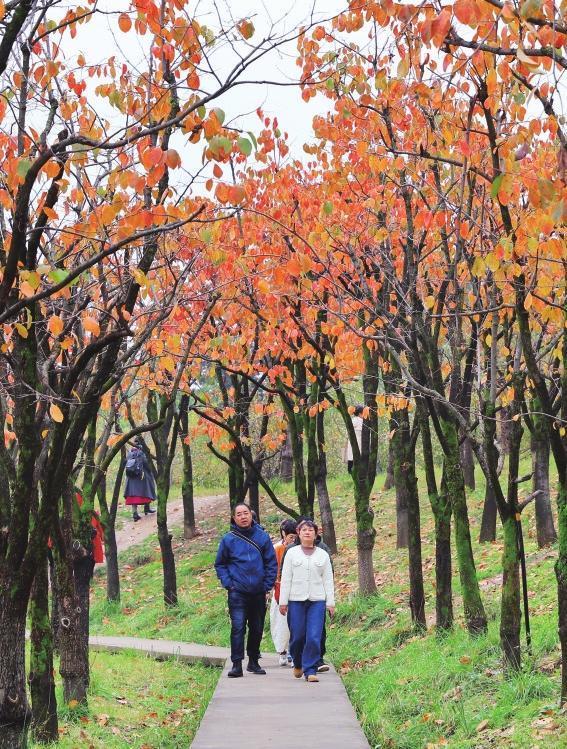 五彩斑斓好个秋